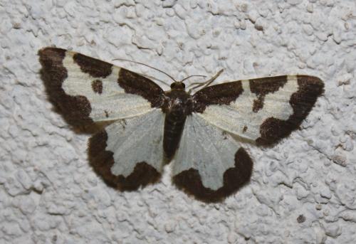 Réf. 238 064 : Lomaspilis marginata